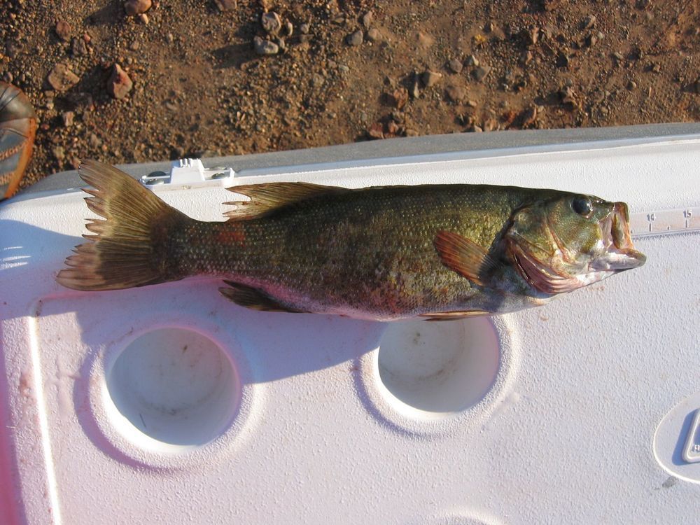 Small mouth1