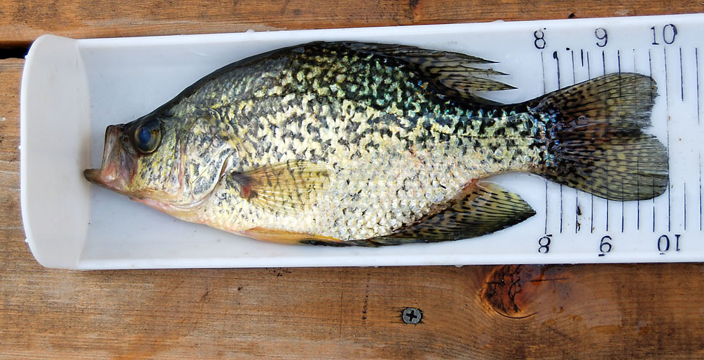 10inch crappie