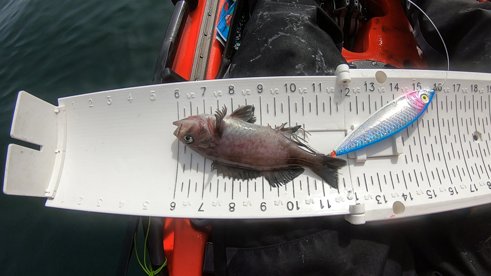 Aoty tiny rockfish 1