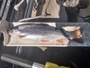 Rainbow trout aoty 4.18.21 thumb