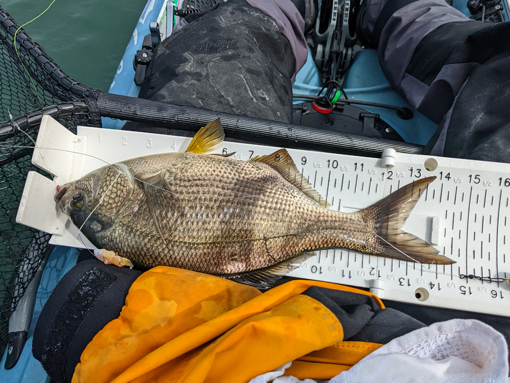 Large surf perch 1