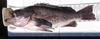 Aoty rockfish 061910 thumb