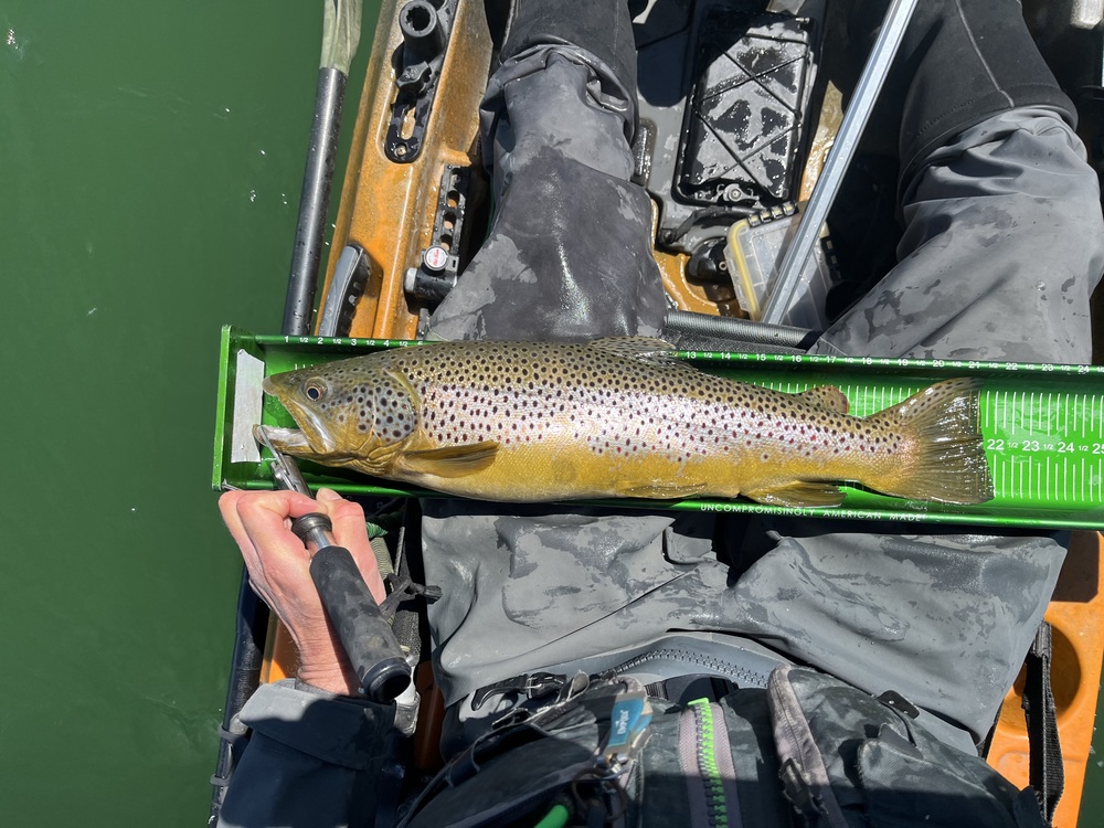 Browntrout22