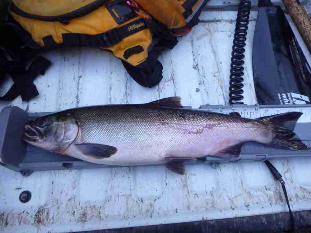 Coho beaver cr