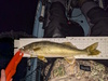 Aoty 2024 walleye 1 thumb