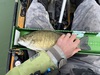 Smallmouth16 thumb