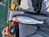 Kokanee13.75 thumb