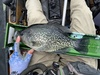 Panfish16 thumb