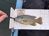 Aoty 25 panfish fly thumb