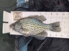 Aoty 25 panfish thumb