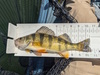 Aoty 25 yellow perch thumb