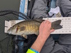 Aoty 25 smallmouth thumb
