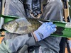 Smallmouth18.75 thumb