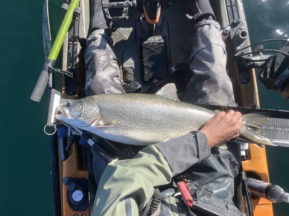 Lake trout28.5