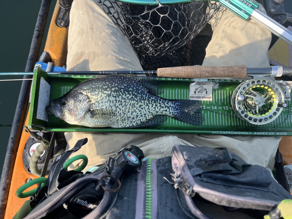 Flypanfish13