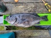 State record rockfish thumb