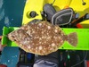 Flounder thumb