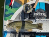 Aoty 2025 bass fly sup thumb