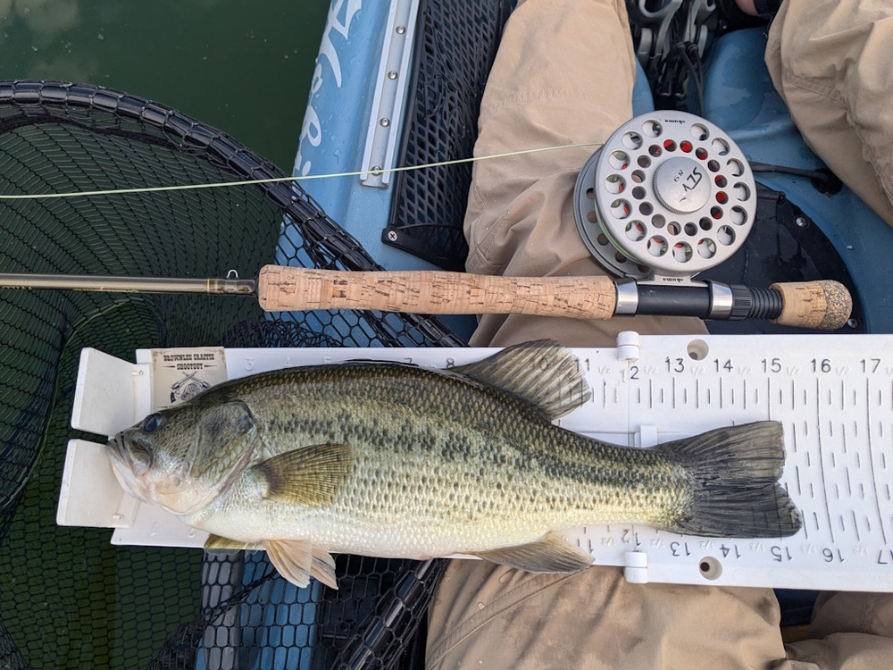 Aoty 2025 lmb fly