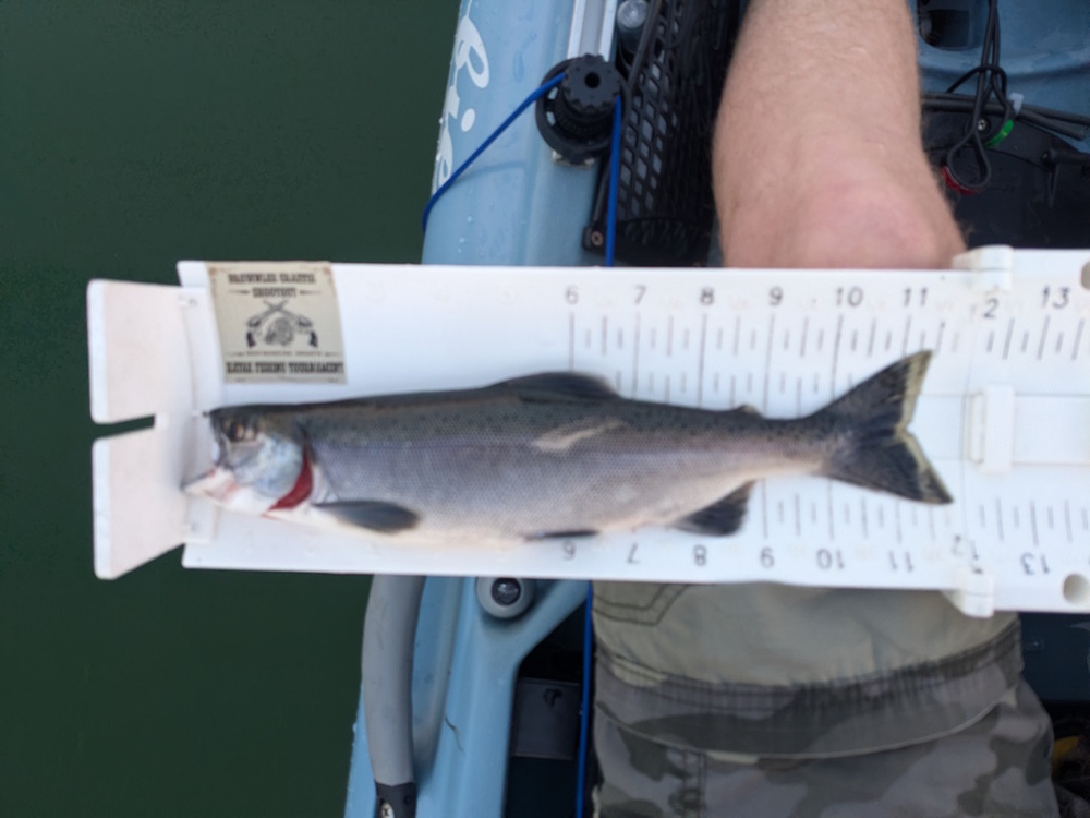 Aoty 2025 kokanee