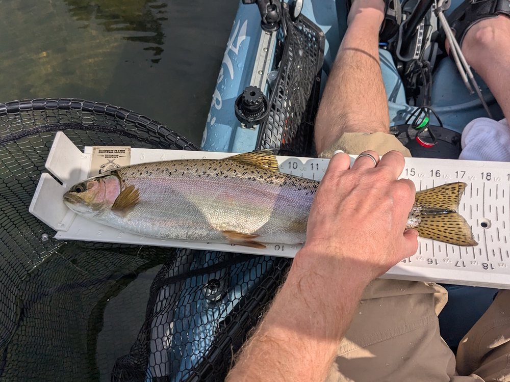 Aoty 2025 rainbow trout