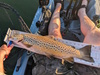 Aoty 2025 brown trout thumb