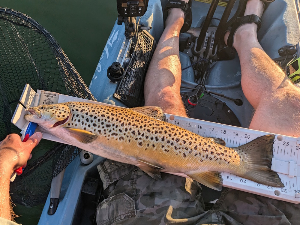 Aoty 2025 brown trout
