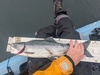 Aoty 2025 pink salmon thumb