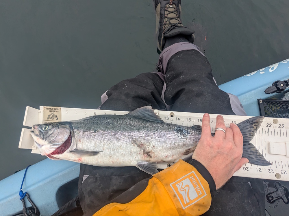 Aoty 2025 pink salmon