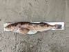 Aoty 2025 lingcod 1 thumb