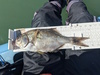 Aoty 2025 surf perch 1 thumb
