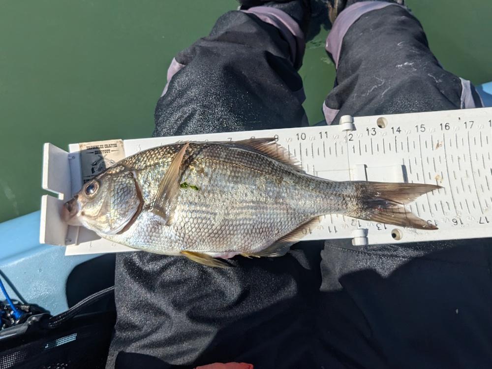 Aoty 2025 surf perch 1