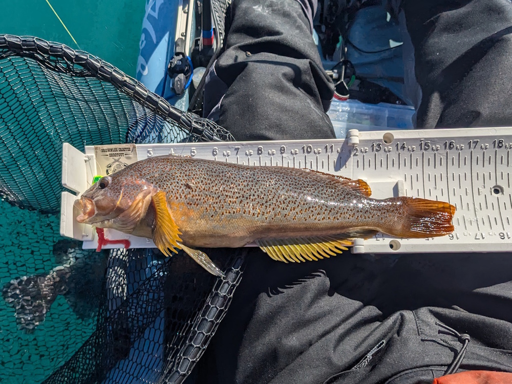 Aoty 2025 greenling 1