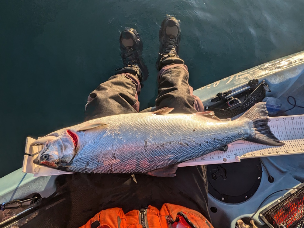 Aoty 2025 coho 1