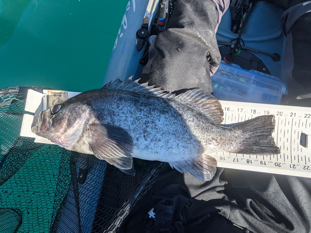 Aoty 2025 rockfish 1