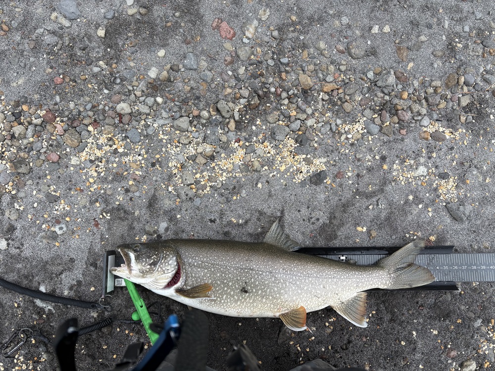 Laketrout33.75