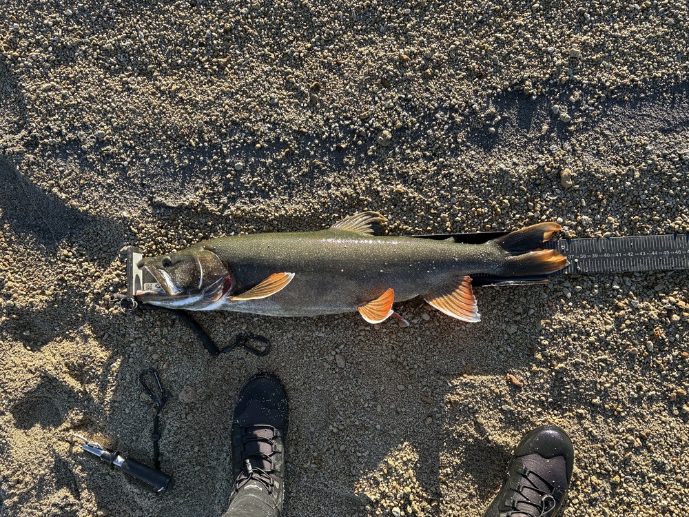 Laketrout36.75