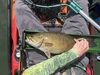 Smallmouth19.75 thumb