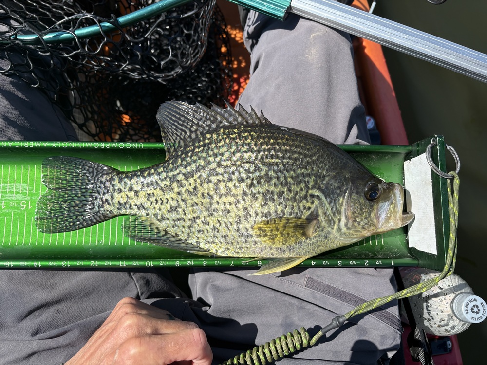Panfish14.5