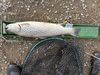 Browntrout25.75 thumb