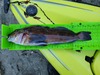 Greenling 15 75 thumb