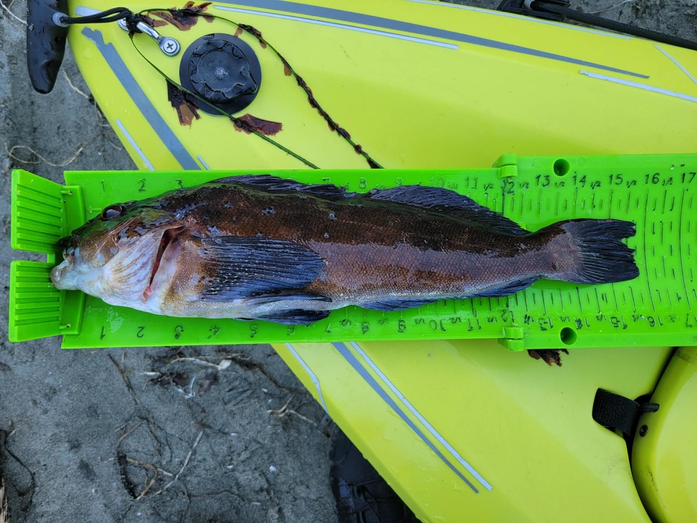 Greenling 15 75