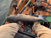 Catfish26.25 thumb