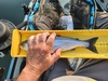 1000014853 thumb