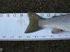 Cutthroat trout tail lk ketchalus 081512 thumb