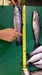 Trout full length thumb
