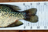 10inch crappie tail closeup thumb