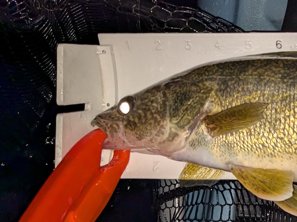 Aoty 2024 walleye 2