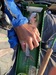 Flykoke2 thumb