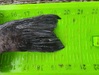 State record rockfish tail thumb